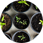 sprouted plants in pots - top view - HSVSheds.com